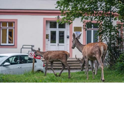 AC Apartmány Lomnica