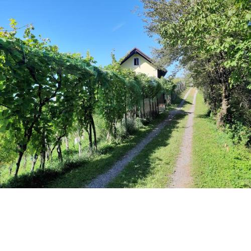 Adorable guesthouse in the middle of vineyards
