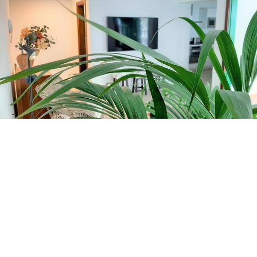 ALIZUTH HOME