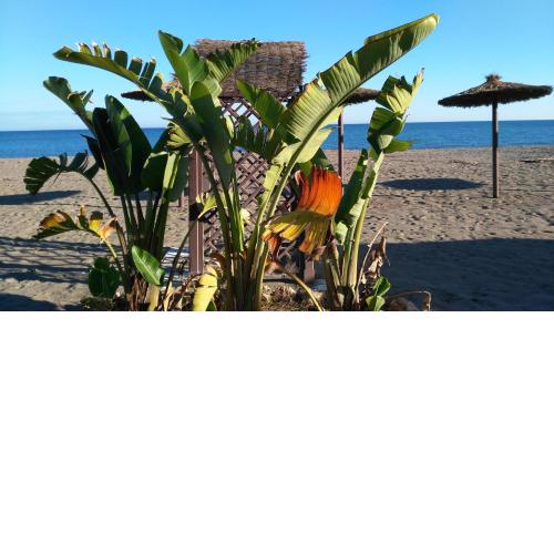 Aloha Paraíso