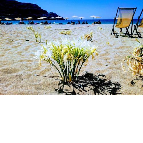 Annamaria Sea Side View Studio- 25m From The Beac