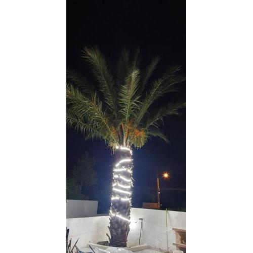 APARTAMENTOS LA PALMERA