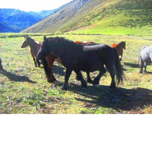Apartamentos Valdecarzana " Braña El Tronco Senda del Oso"
