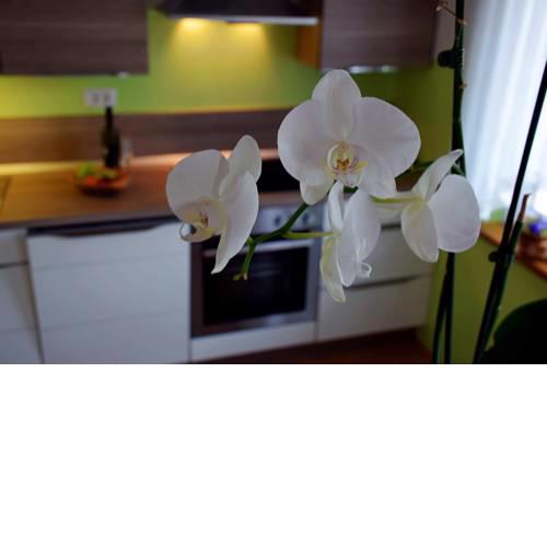 Apartma Mojca