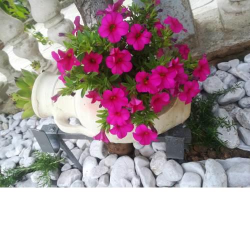 Apartman Pelcic