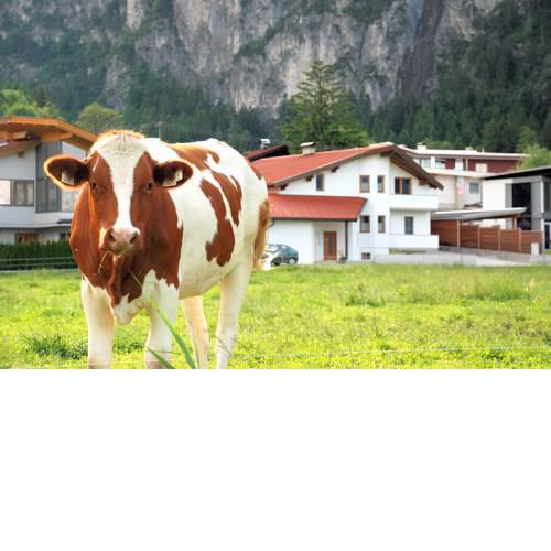 Apartment Tirol