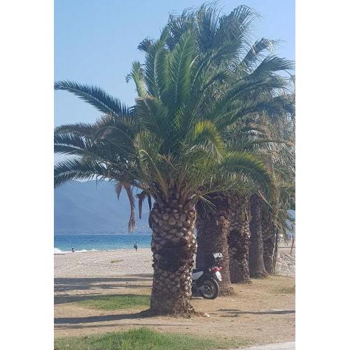 Apartment with two rooms near the beach