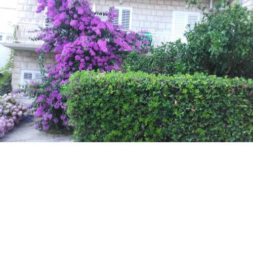 Apartments JELE Makarska