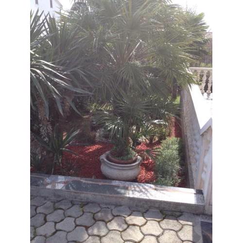 Apartments Nadin