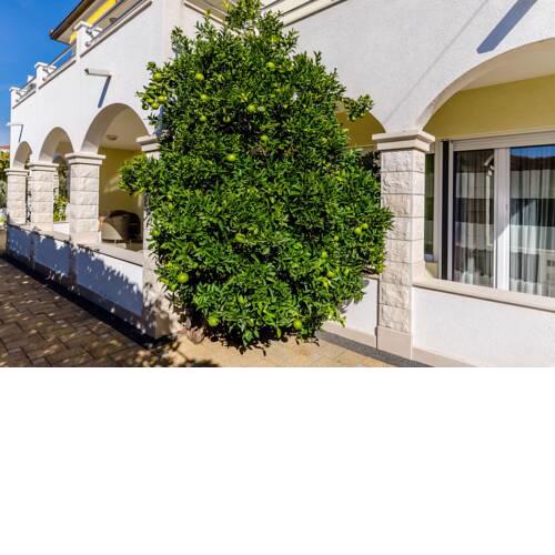 Apartments Palm tree