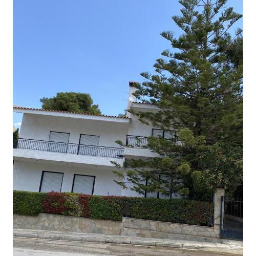Araucaria