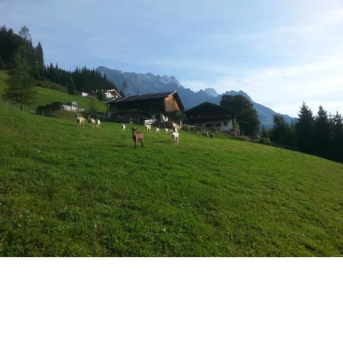 Bauernhof Waldangergut