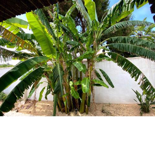 Beach Apartment, Playa Muchavista 900m, Chalet tranquilo, Villa Acuario
