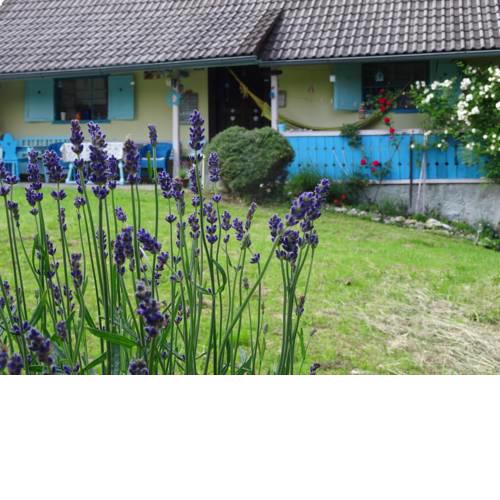 Blue Cottage