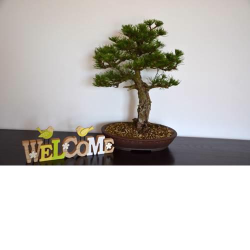 Bonsai House