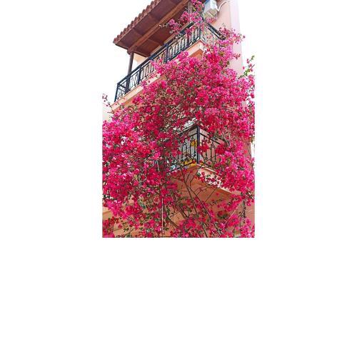 Bougainvillea apartment