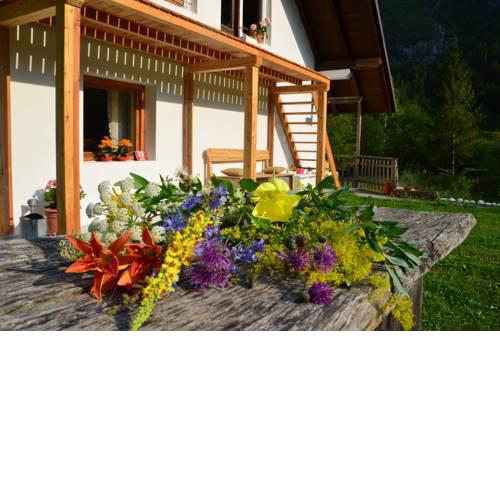 Bovec Home At Three Samoyeds
