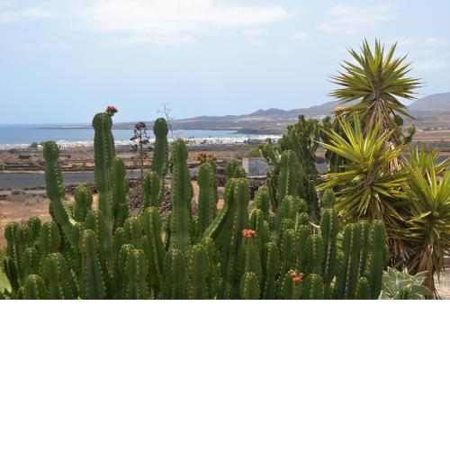 Casita Verde