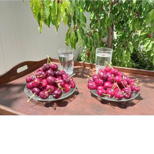 Cherry House