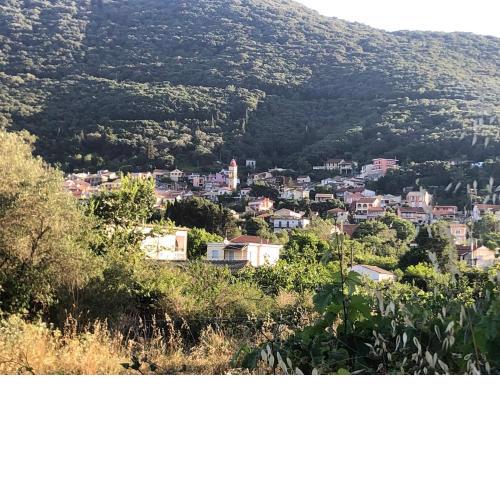 Contessina Stamy
