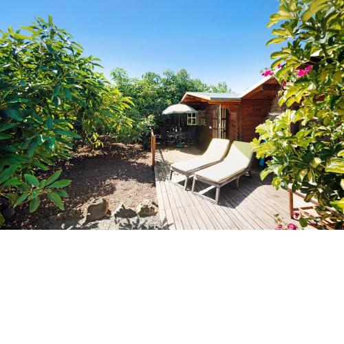 Cottage Hibiscus among Avocados