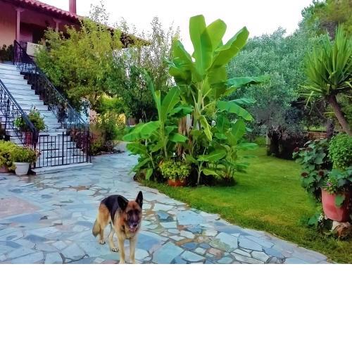 Cottage House,with big garden & lawn