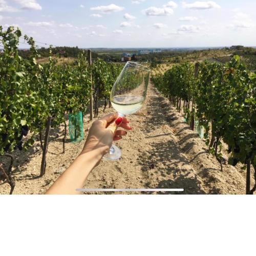 Cozy rooms in wine town - Modra