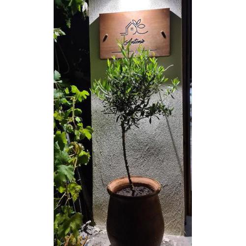 Cretan House Antonis