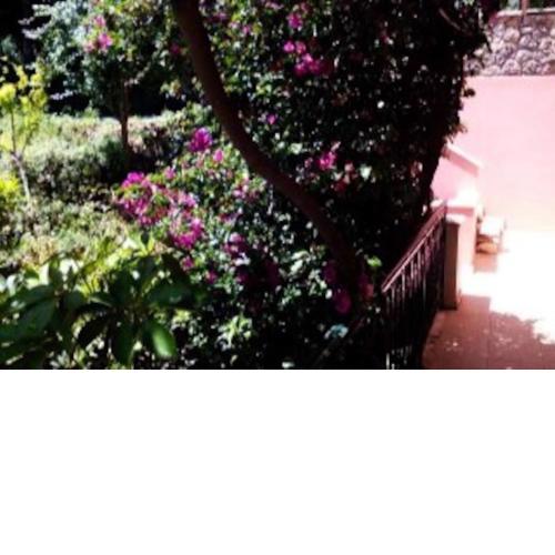 Despina's Home