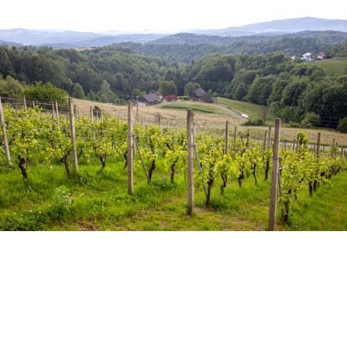 Domačija Vesel