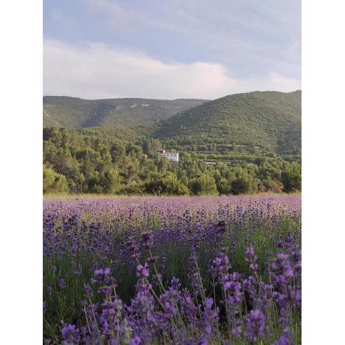 Eco Maset