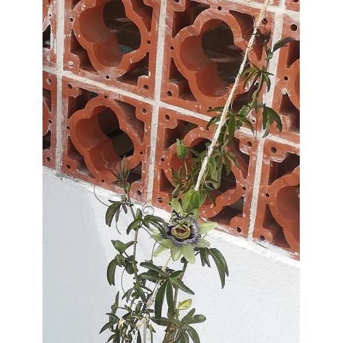 EL BALCON DE LA SOLANA-CASTRIL -GRANADA