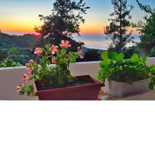 Endless green 1 Arethousa Ikaria