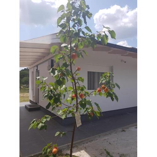 Erdőszéli apartman