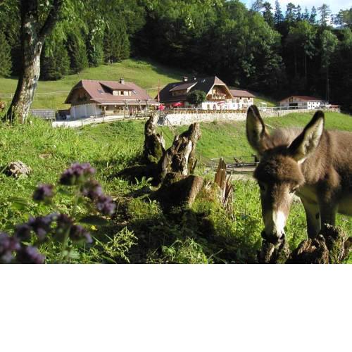 Ferienwohnung Hochsteinalm