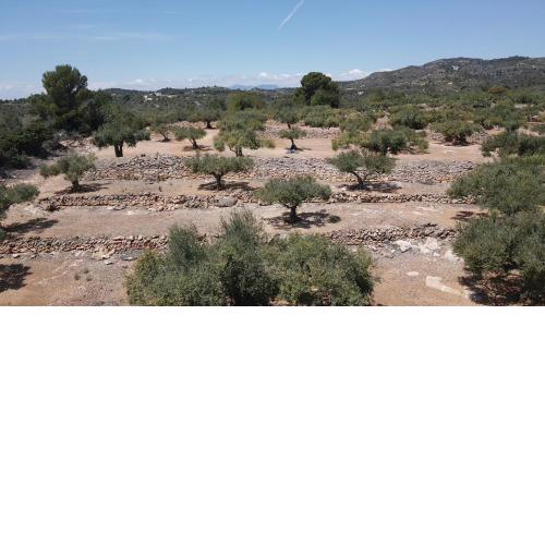 Finca El Olivar