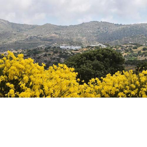 Freedom's house on Volaka Village Tinos
