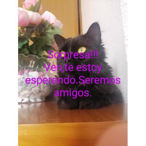 Garrucha Pinar con sorpresa