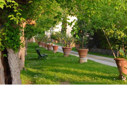 Ginestra