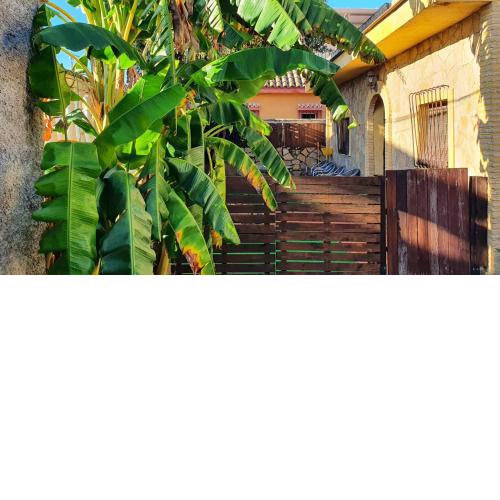 Girasoles