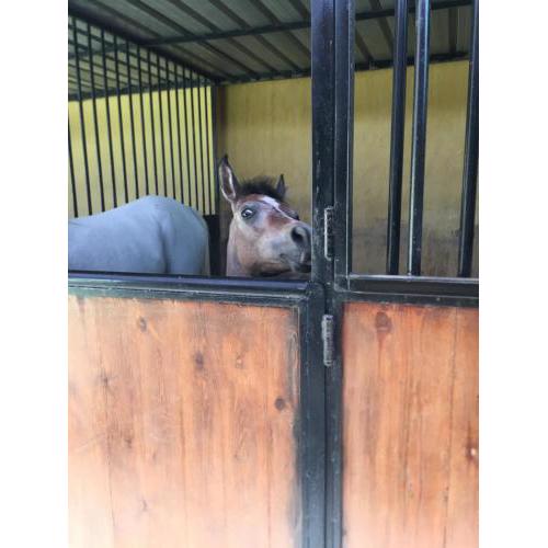 Helios Arabians