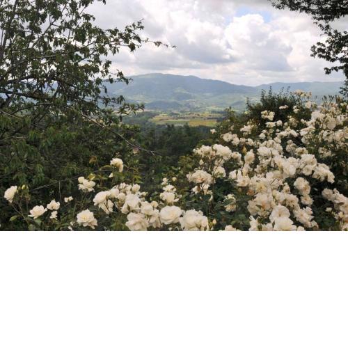 Holiday home in Vicchio - Toskana 27442