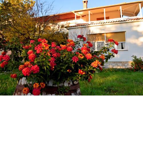 House Draga Accommodation