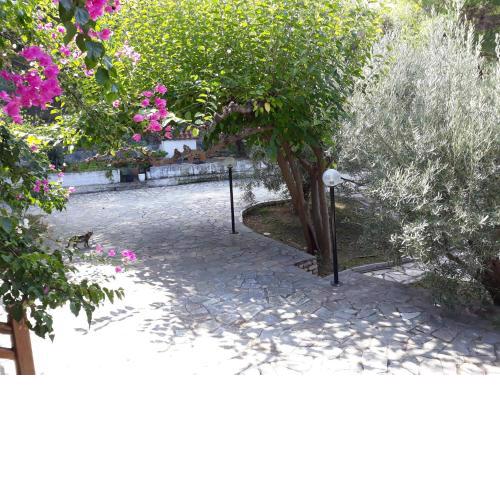 Σπίτι σε ελαιώνα, house in an olive grove