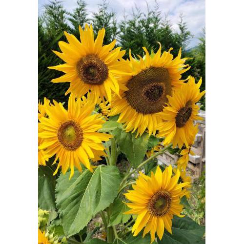 I girasoli