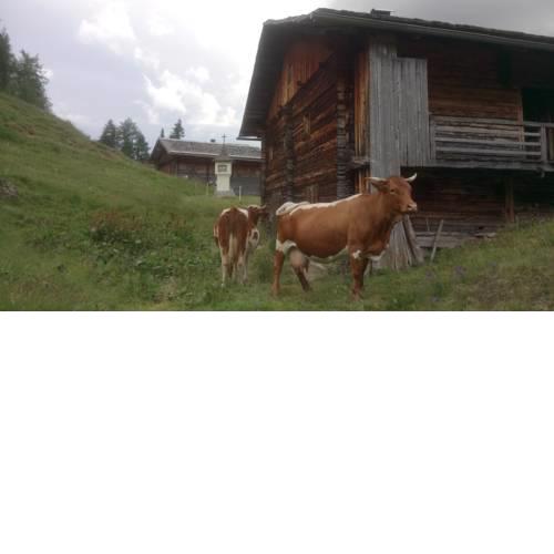 Kameliesenalm Mair