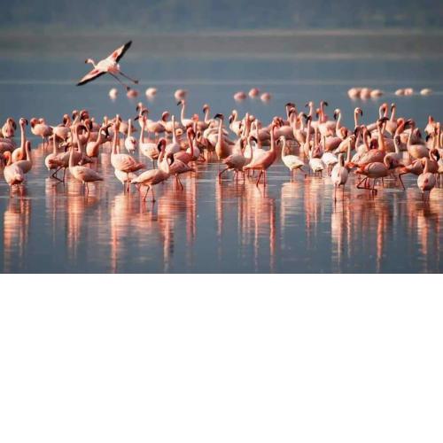 Knusse vakantiewoning flamingo