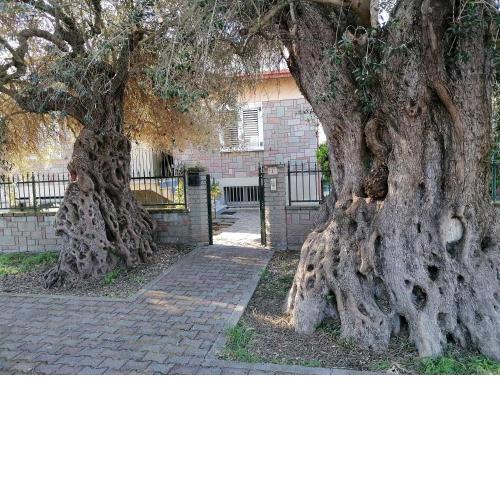 La casa degli ulivi