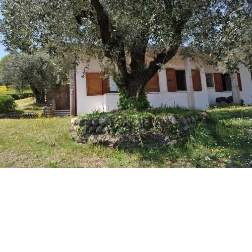 LA CASA TRA GLI OLIVI