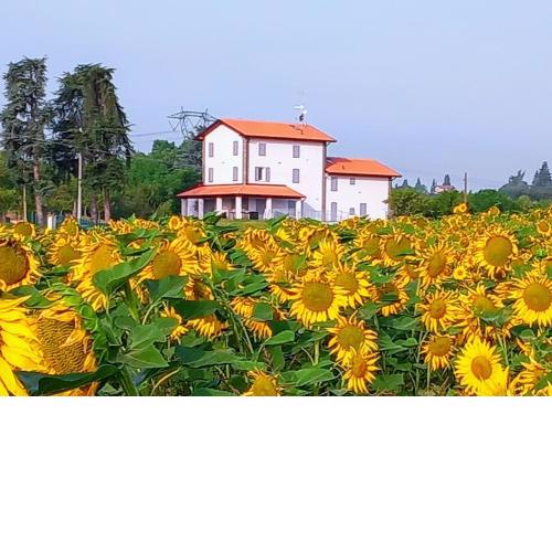 La collinetta B&B